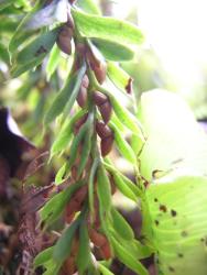 Tmesipteris tannensis: aerial stem bearing bifid sporophylls with elongated conic synangia, with the apices pointing upwards.  
 Image: L.R. Perrie © Leon Perrie 2009 CC BY-NC 3.0 NZ